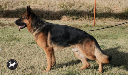 Paolo-del-Coto-de-Lobos-macho-pastor-aleman-linea-de-belleza