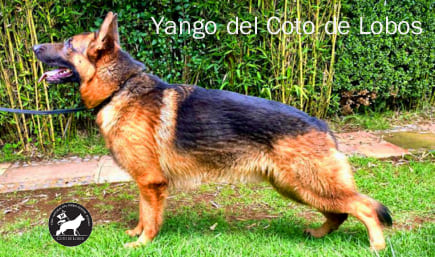 Yango-del-Coto-de-Lobos-macho-pastor-aleman-linea-de-belleza