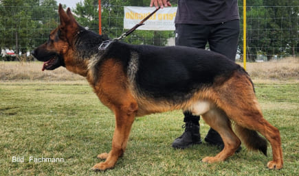 Domino-del-Coto-de-Lobos-macho-pastor-aleman-linea-de-belleza