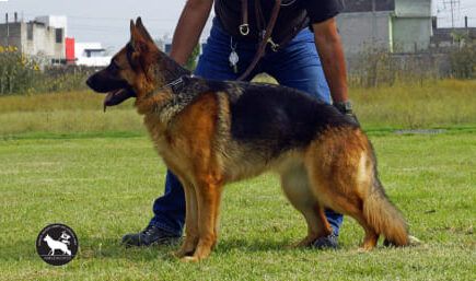 Tessa-del-Coto-de-Lobos-hembra-pastor-aleman-linea-de-belleza