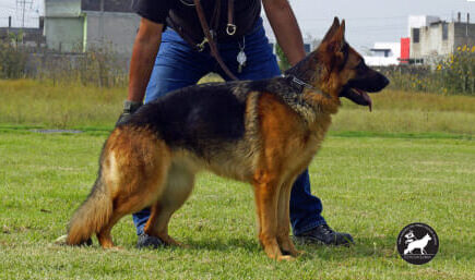 Tessa-del-Coto-de-Lobos-hembra-pastor-aleman-linea-de-belleza