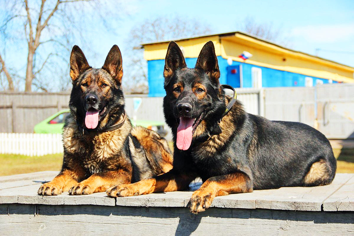 1663602294_26-kartinkin-net-p-nemetskaya-ovcharka-zonarno-serogo-okrasa-26