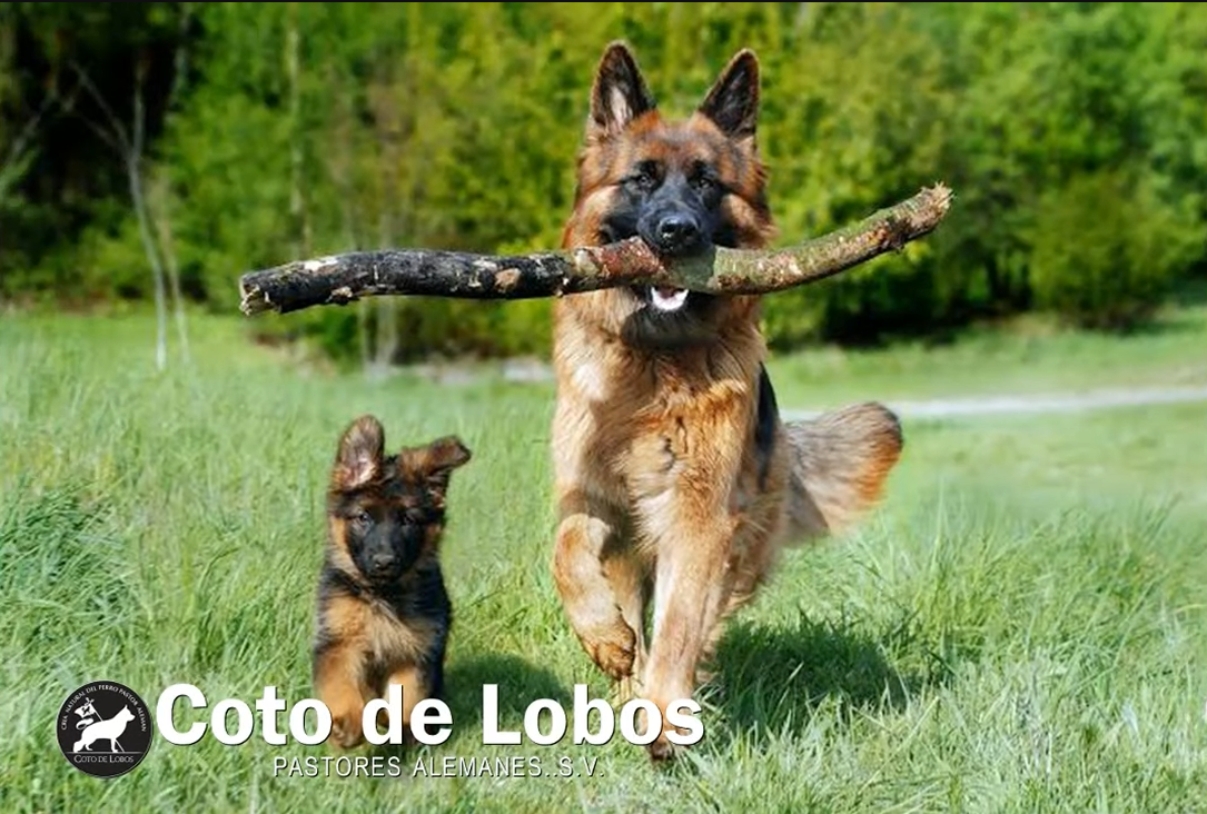 Coto de Lobos