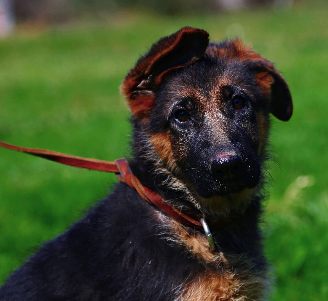 Cachorro Pastor Alemán