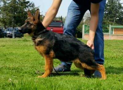 cachorros pastor alemán en México