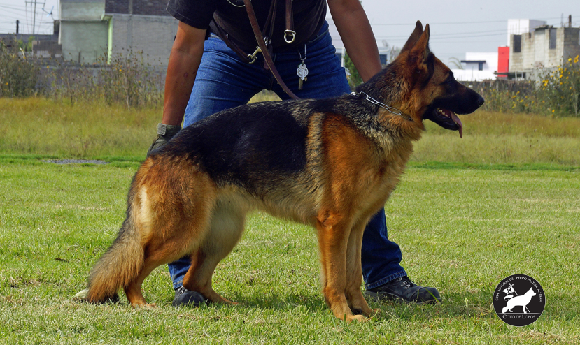 Hembra Pastor Alemán