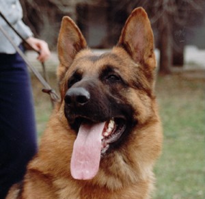 Pastor Alemán del coto de lobos