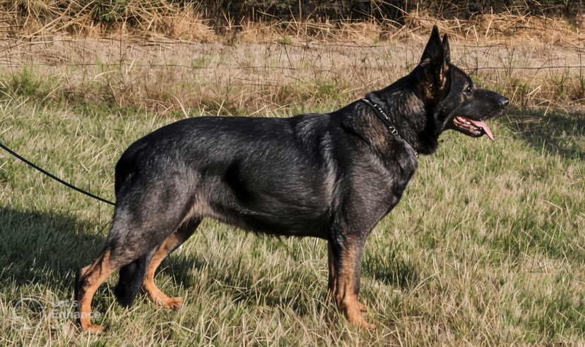 Hembra pastor alemán de trabajo