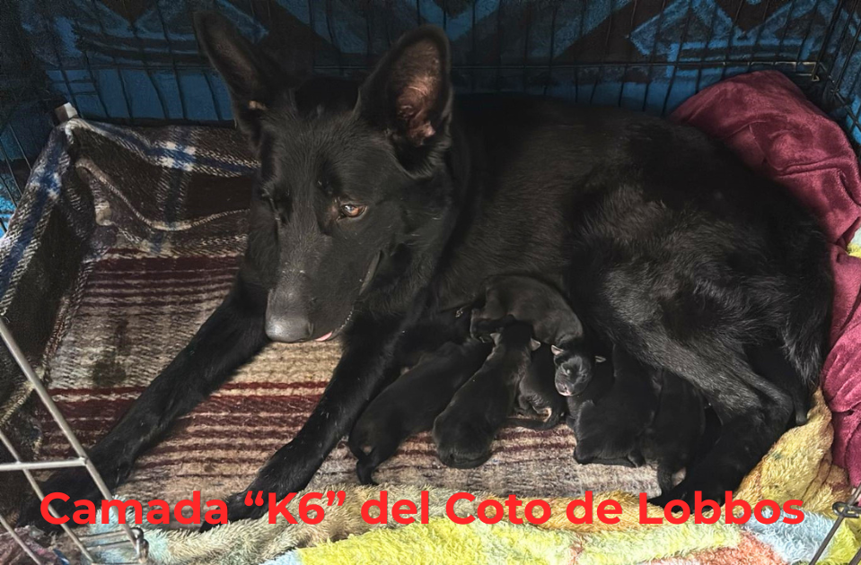 camada “k6” del coto de lobbos