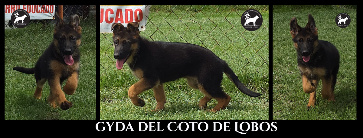 gyda